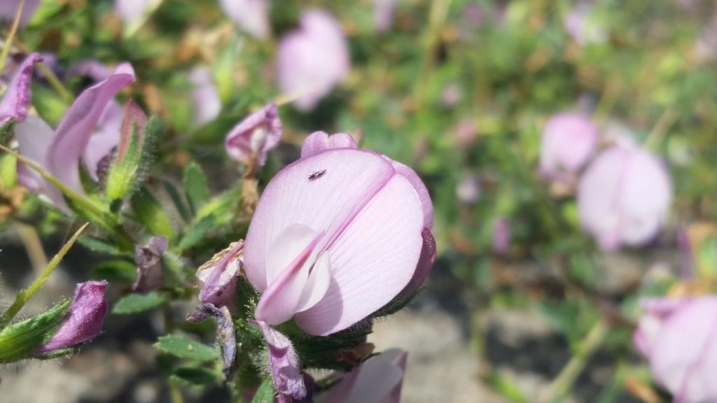 Ononis spinosa (Fabaceae)